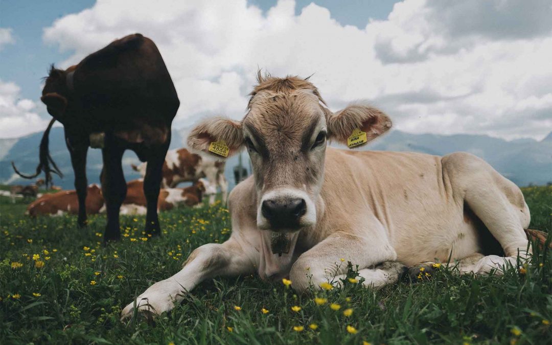 Monte Veronese d’allevo: antica bontà casearia