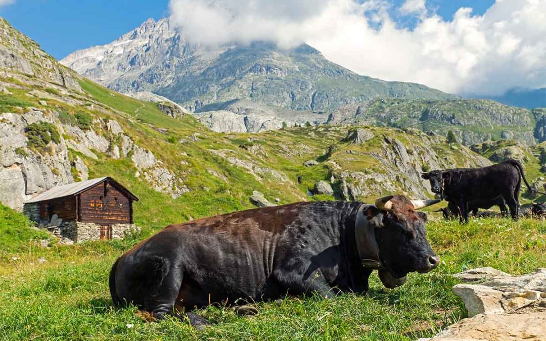 Il re della montagna: Castelmagno DOP d’alpeggio