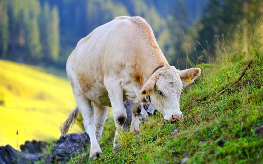 Assaggi di eccellenza: il Raschera d’alpeggio DOP